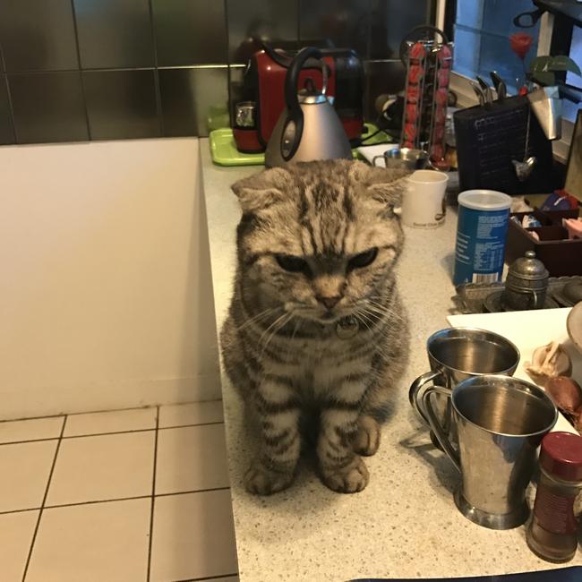 Meet Bubby, our 15-year-old Scottish Fold. He’s a lovely old boy. Picture: Linda King