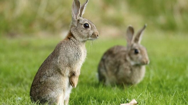 Illegal rabbit traps have been seen in Lilydale again, with a local woman slamming the "barbaric act".