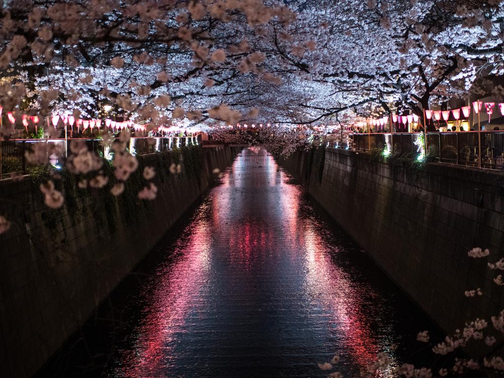 Cherry blossom hangs over the Meguro River in Nakameguro on March 26, 2018 in Tokyo, Japan. The Japanese have a long-held tradition of enjoying the blooming of cherry blossoms. The blossom is deeply symbolic, it only lasts for around one week and marks the beginning of spring. It is claimed that the short-lived existence of the blossom taps into a long-held appreciation of the beauty of the fleeting nature of life, as echoed across the nations cultural heritage. Picture: Getty Images