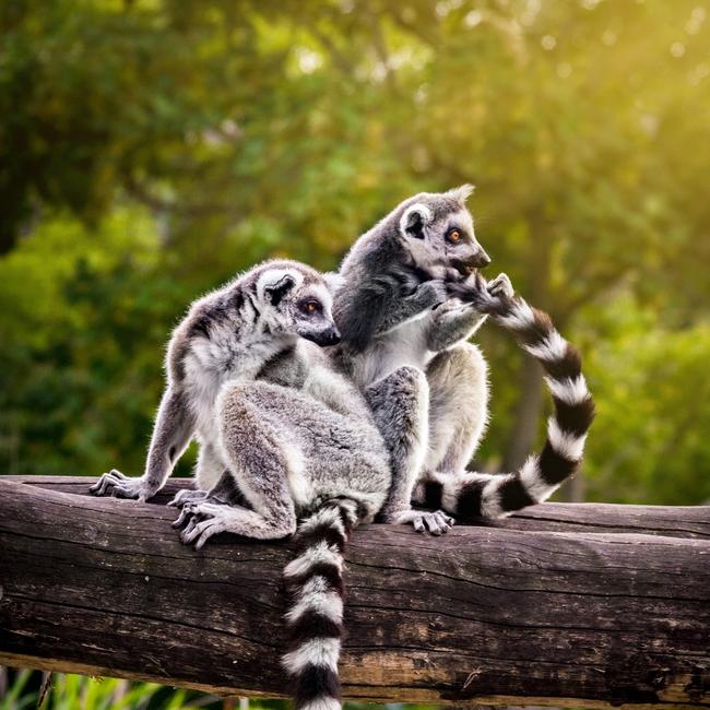 Ring-tailed lemurs in Madagascar.