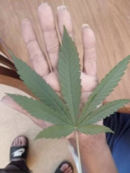 An Indigenous family has claimed that they were not consulted at all before the Department for Child Protection placed three siblings in the permanent care of a non-Indigenous man. The carer pictured holding a marijuana leaf. Picture: Supplied