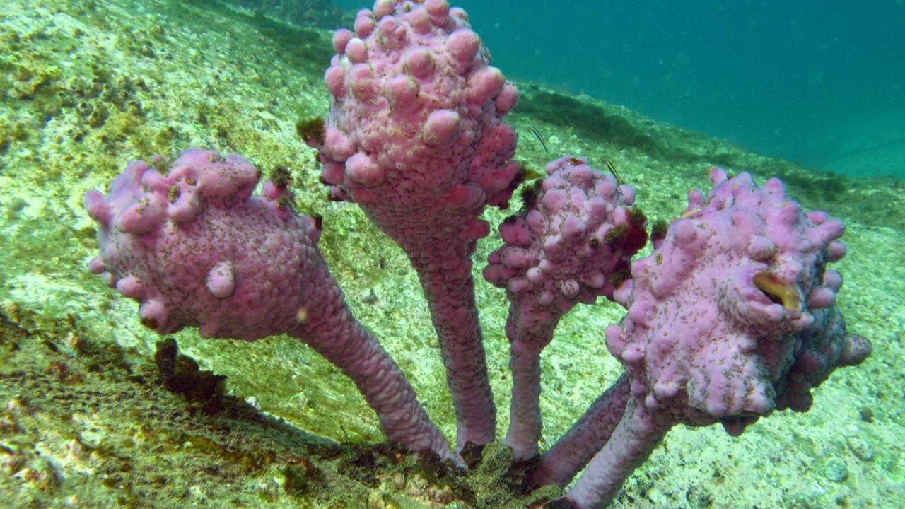 Sea Tulips (Pyura spinifera) get their vivid colours from a symbiotic relationship with a colourful sponge (Halisarca australiensis). Oak Park, Cronulla, NSW Picture: Richard Ling/ Flickr