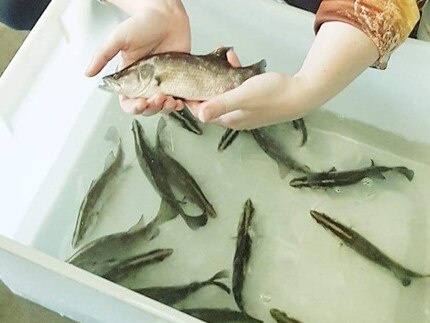 Charters Towers and Dalrymple Fish Stocking Group PA Lauren Sosso said the group's final release of fingerlings will go ahead.