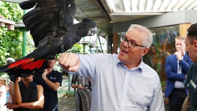 Australian prime minister Scott Morrison holds Holly the black cockatoo on his arm during a visit to the Cairns Zoom and Wildlife Dome: Brendan Radke