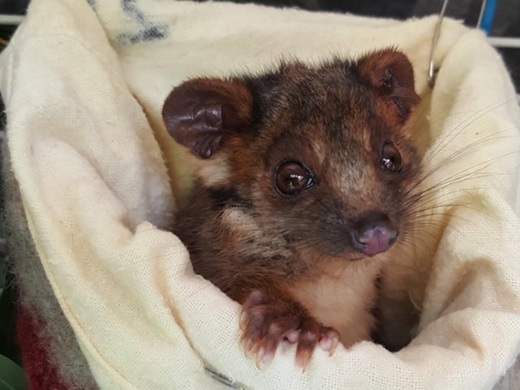 Decapitated possums trigger debate into predator responsible for inner ...