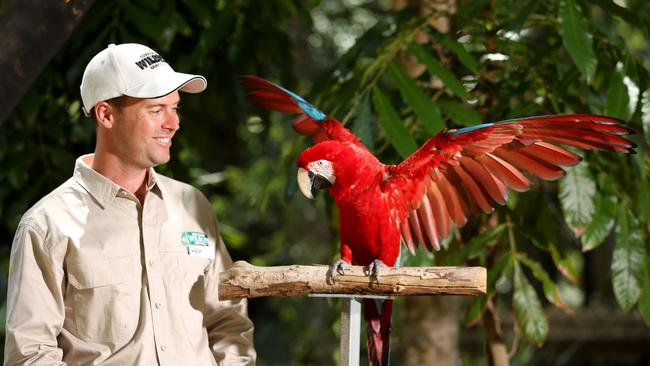 Currumbin Sanctuary staff member Brendan Mulhall with Big Bird the Macaw.