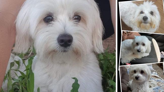 Sammy the four-year-old Maltese has been missing since Monday, when intruders ransacked a Fernvale home in broad daylight.