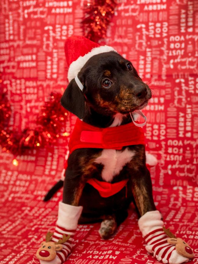 The Gold Coast Bulletin's 12 Strays of Christmas Amalia Australian kelpie cross Female, 9 weeks, $850 This little pocket rocket epitomises everything that is so wonderful about puppies. Amalia would love a home of her own for the holidays, so she can experience her first Christmas as it’s meant to be, surrounded by a loving family.