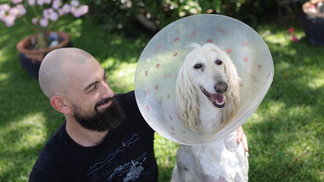 Andy Thomson is happy to have Havoc back, all patched up after a traumatic dog attack. Picture: David Kelly