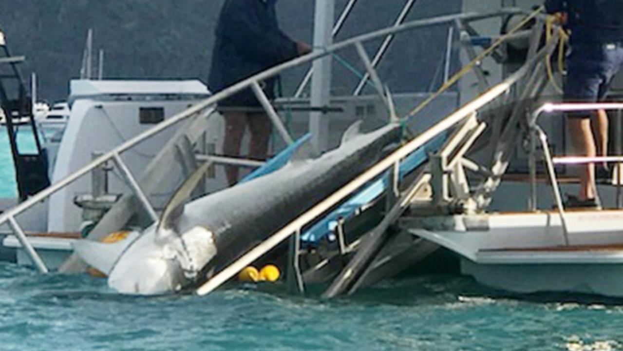 A tiger shark is caught on a drum line in the Cid Harbour at 4.15pm 23/9/2018. There are not currently drumlines in Cid Harbour.