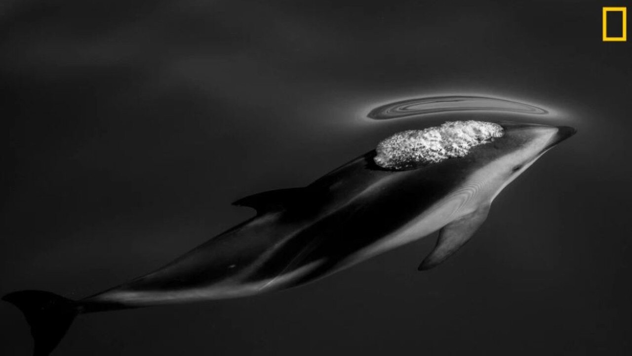 Dusky dolphins often travel together in great numbers in the deep canyons of the Kaikoura, New Zealand in search of food. Picture: Scott Portelli /National Geographic Travel Photo Contest