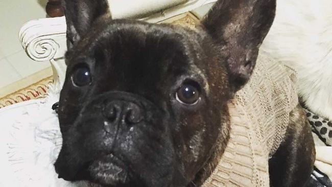 Louis the French bulldog. Picture: Contributed