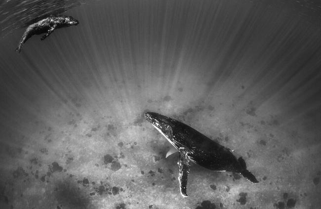 Humpback whales, mother and calf, in Vava'u, Tonga. Picture: Scott Portelli