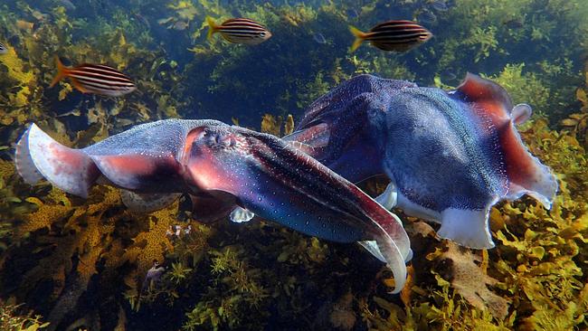 Going toe-to-toe. Two giant cuttlefish in a stand-off. Picture: Ian Donato.