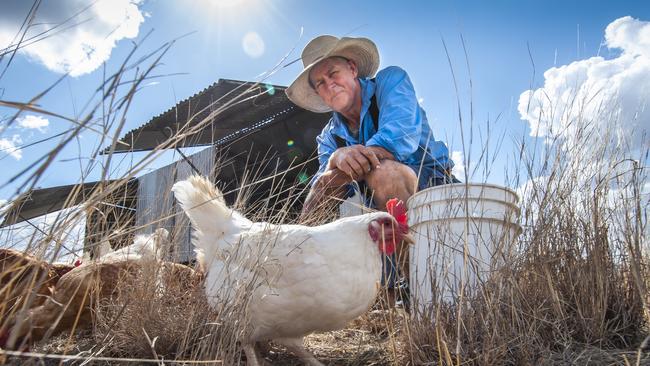 Tim Somes of Eggcettera with his chickens on his free-range farm in Allora. Picture: David Martinelli