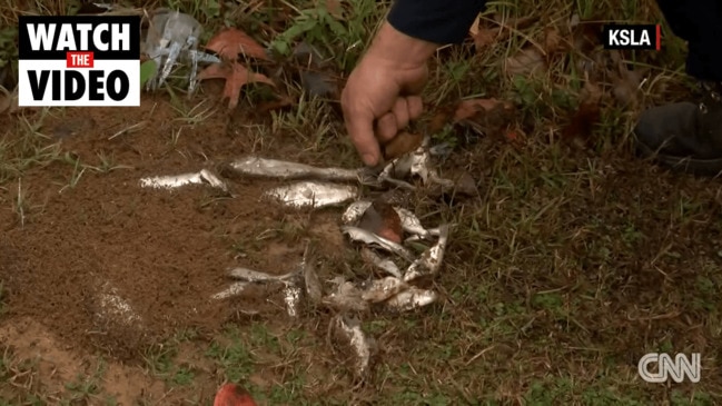 Fish fall from sky in rare weather phenomenon (CNN)