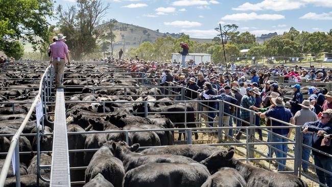 National Australia Bank is forecasting east coast cattle prices to remain strong until the end of the year. Picture: Zoe Phillips