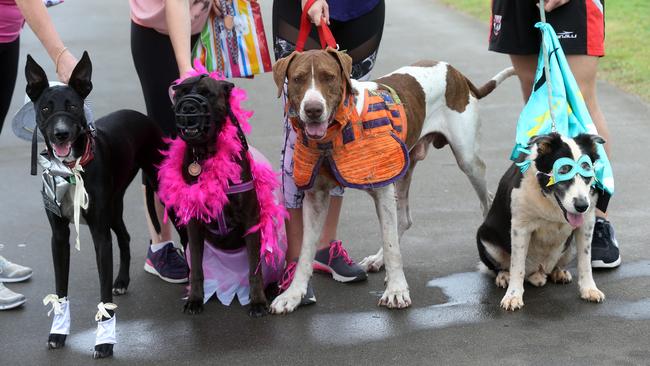 The RSPCA Million Paws Walk at the Cairns Esplanade. Doggy friends Binx, Bella, Boss and Monty dressed up for the day. PICTURE: STEWART MCLEAN