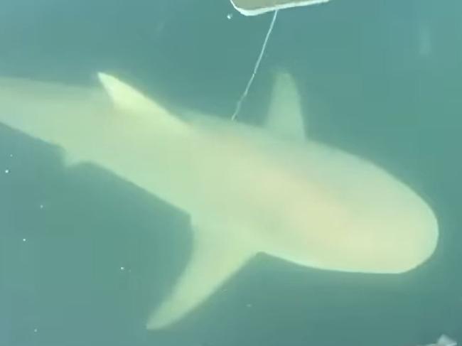 Dog owners have been issued a terrifying warning after multiple sharks were sighted in a popular swimming spot in Sydney’s Northern Beaches. Picture: Mosman Collective