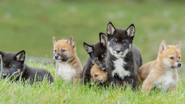 Contrary to what many people believe, dingoes can be either tan or black. However, black dingoes are more common in mountain areas along the eastern coast of Australia. Source: Jay Town