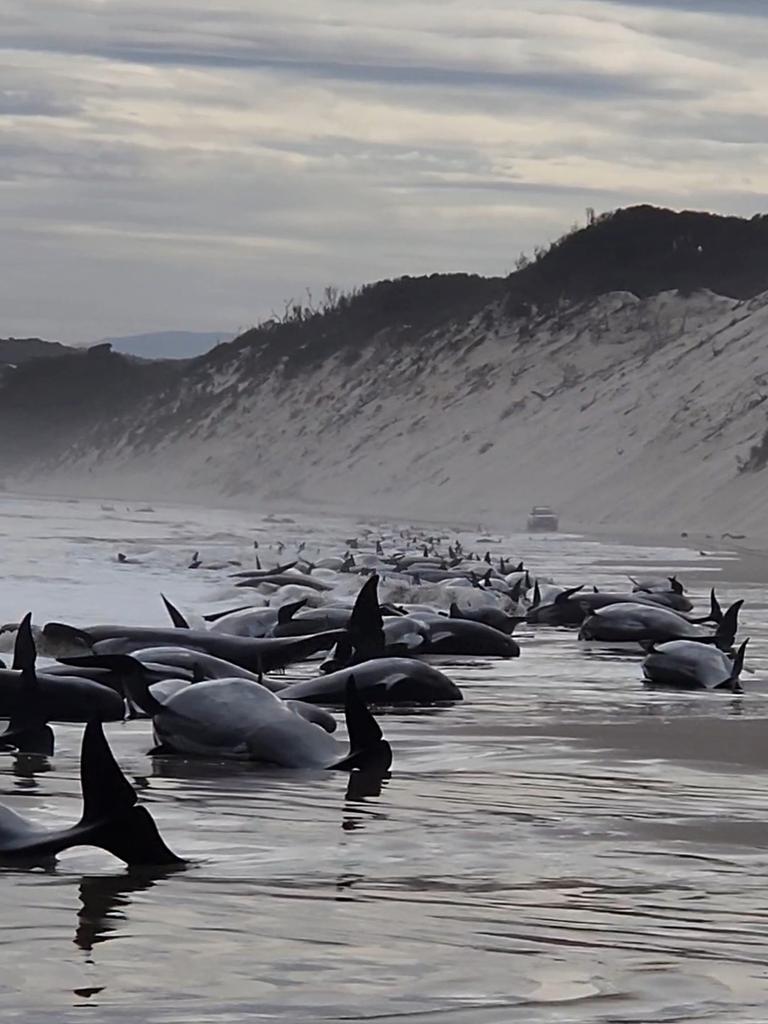 STRAHAN, AUSTRALIA - SEPTEMBER 21: In this handout image provided by Huon Aquaculture, whales are seen beached along the shoreline on September 21, 2022 in Strahan, Australia. Hundreds of whales pilot have become stranded at Macquarie Harbour on Tasmania's west coast in a mass stranding event. (Photo by Huon Aquaculture via Getty Images)