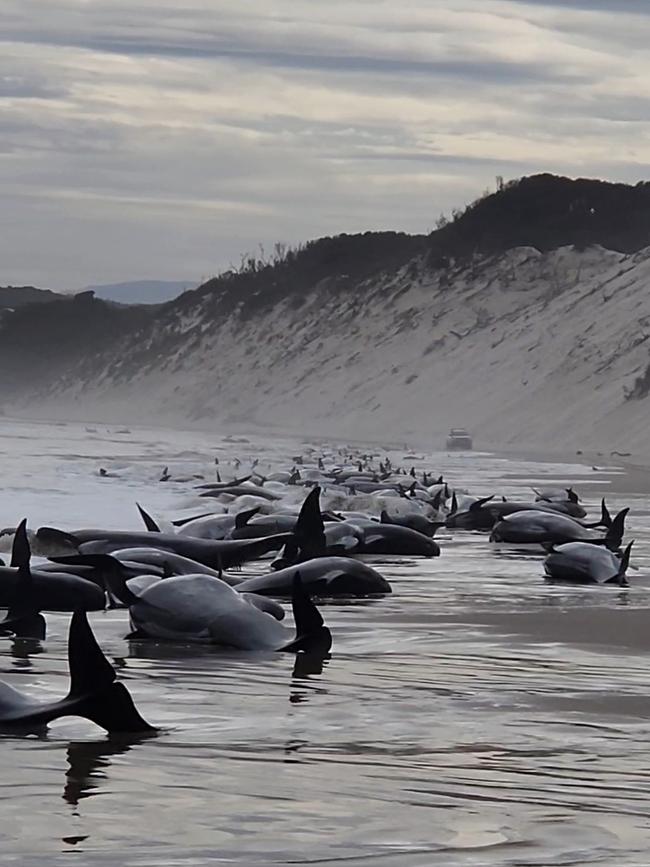 Hundreds of whales pilot have become stranded at Macquarie Harbour on Tasmania's west coast in a mass stranding event. (Photo by Huon Aquaculture via Getty Images)