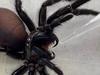 SFunnel-web venom molecule used in heart attack research