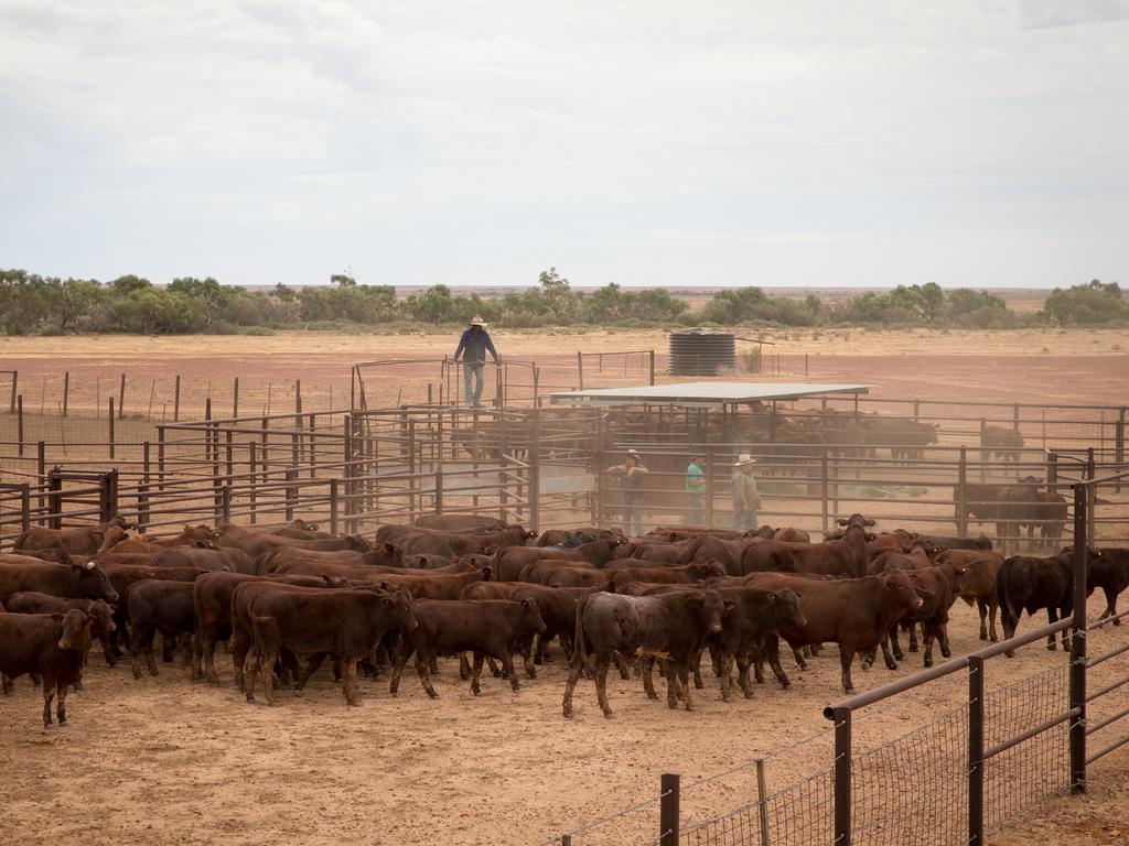 Mustering at Macumba Station, Oodnadatta. Picture: Matt Turner.