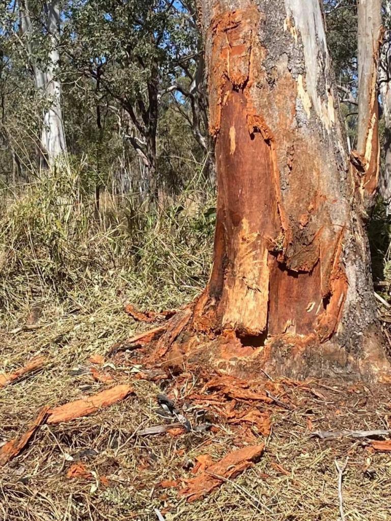 The gum tree visible from the highway where the SUV struck before coming to rest in a ball of flames down an embankment.​