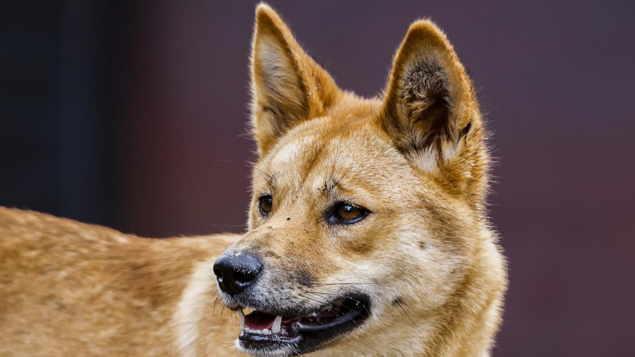 A dingo responsible for several serious attacks on people on K’gari (Fraser Island) has been euthanised, wildlife authorities have confirmed. Picture: Getty Images