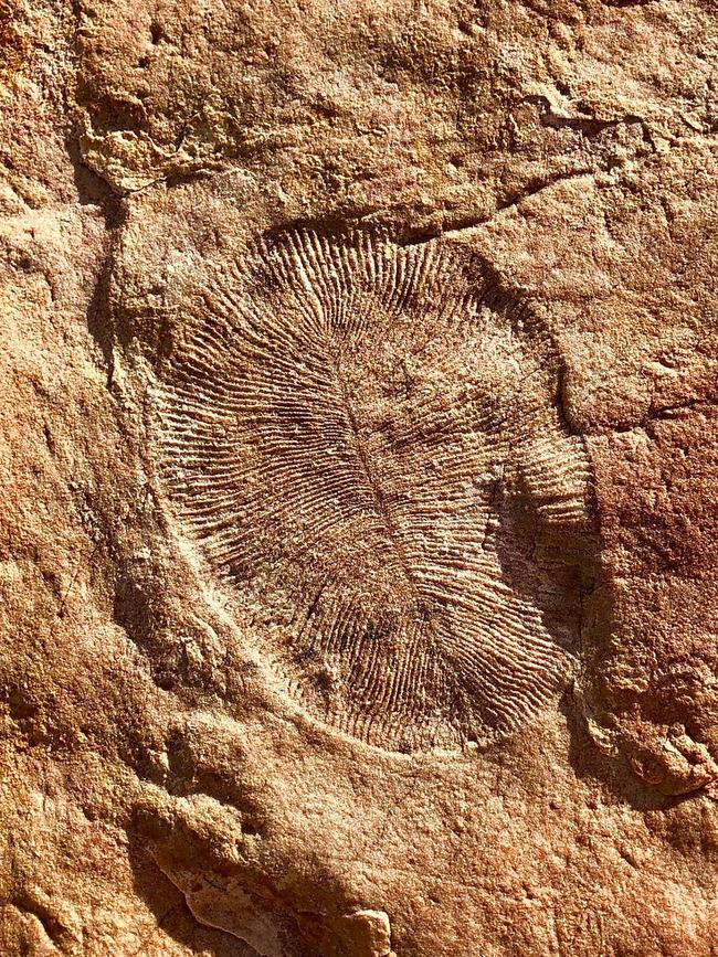 The fossils are located at Nilpena Station in the Flinders Ranges. Picture: Sarah Nicholson