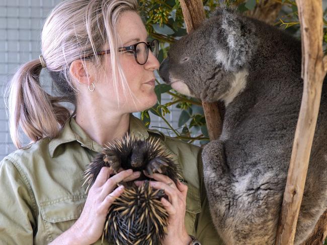 Mish Simpson from Southern Koala Rescue with Squeak an Echidna that is recovering from being hit by a car and Harry the Koala at their Onkaparinga Hills property where they are building a new Koala Rehabilitation Centre . They hope to have it completed by Christmas .Sunday November,14,2021.Picture Mark Brake