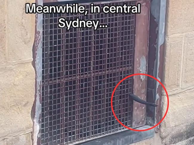 A snake has been spotted metres from Sydney Harbour Bridge. Picture:  TikTok/ella_sian66