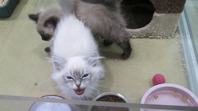 A cat meows inside an enclosure at Carrum Downs' Passion for Pets shop. Picture: Frankston Council