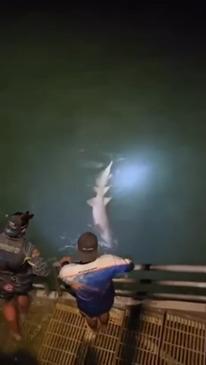 VIDEO: shark caught on Nightcliff jetty