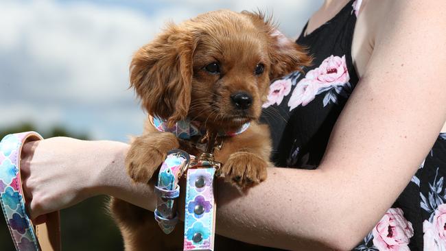 Dog on sale friendship bracelets