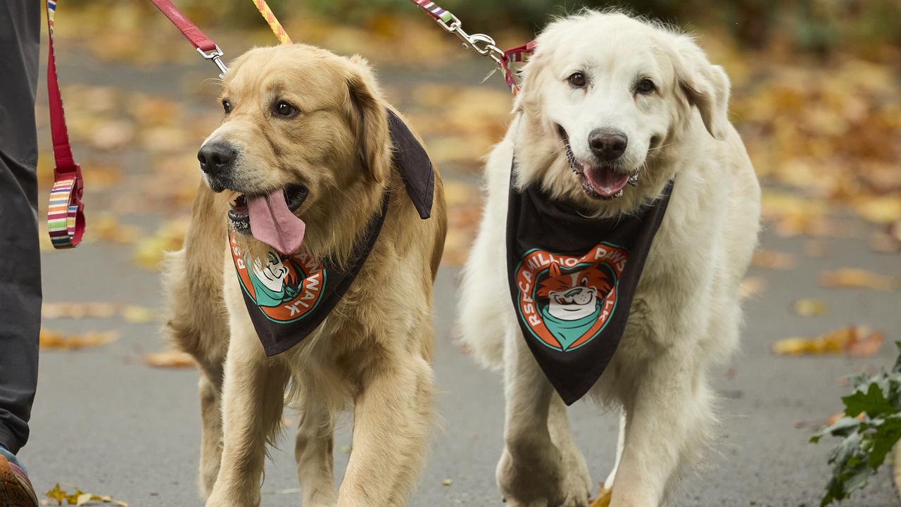 Million Paws Walk in the Adelaide Botanic Gardens, Sunday, May 28, 2023. Picture: Matt Loxton