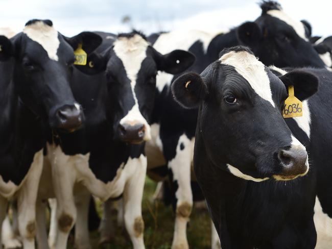 FOCUS: Melinda and Peter Smith manage a 500-head organic, biodynamic dairy that was the original Jalna farm, still owned by the McLaren Jalna family, which supplies the yoghurt company as the only organic supplier. Pictured: Generic dairy cow. Milk. Dairy. Cattle. Holstein. PICTURE: ZOE PHILLIPS