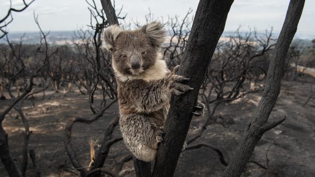 A Koala looking back towards Kingscote on the Playford Hwy. Picture: Brad Fleet