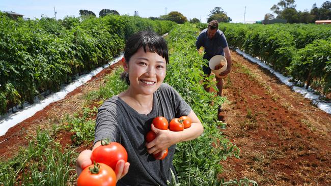 Tourism Whitsundays has launched a new campaign aimed at bringing school leavers to the region’s farms. Pictured is Japanese backpacker Aki Funada, 31, of Hiroshima, picking tomatoes. Photographer: Liam Kidston.