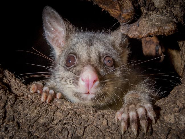 The friendliest possums in Melbourne pose for selfies in Flagstaff Gardens. Picture: Jason Edwards