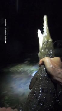 Fearless Aussie picks up crocodile with barehands