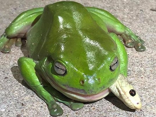 A green frog eating a coastal taipan at Stuart. Photo: Jamie Chapel