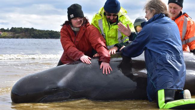 Rescuers work to save a whale on a beach in Macquarie Harbour. (Photo by Mell CHUN / AFP)