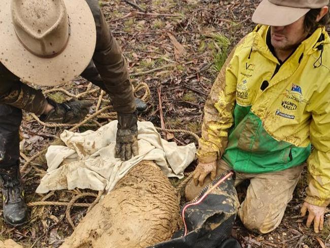 The roo was found to be suffering hypothermia and from a lack of food.