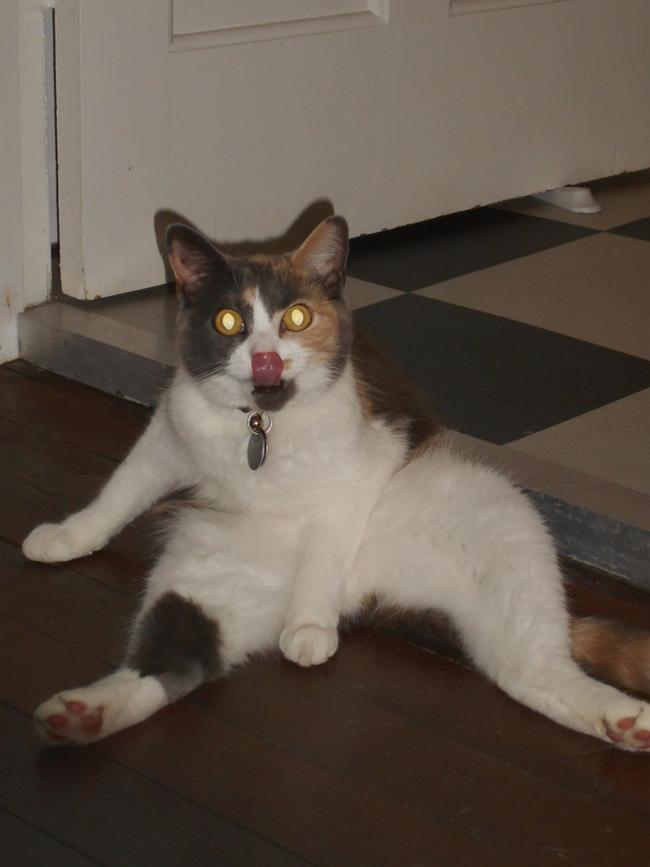 Roxy: A girl’s gotta keep her hair looking sharp! Mudgeeraba kitty Roxy is caught mid-groomin the living room.