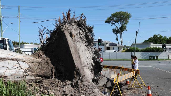 The base of the tree that fell at the Freckles Kindergarten in Tweed heads. Picture: Glenn Hampson.