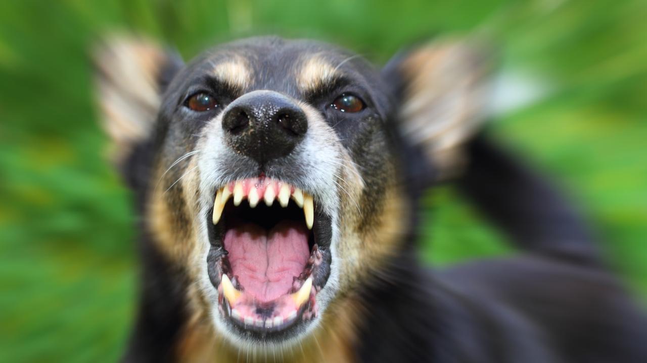 Dog Attack: Pet Mauls Woman And Man In Sale, Both Taken To Hospital ...