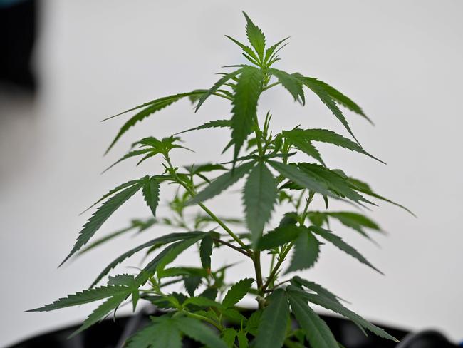 A cannabis plant is seen at the Government Pharmaceuticals Organisation (GPO) medicinal marijuana greenhouse outside Chon Buri, south of Bangkok on October 8, 2020. (Photo by Mladen ANTONOV / AFP)