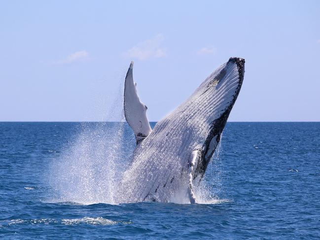 HOLD FOR QLD TOURISM CAMPAIGN AUG 23. Humpback whales at Hervey Bay on Queensland's Fraser Coast. - Must Credit Tracy Farr Tourism and Events Queensland